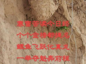 免费蘑菇背后的真善美：当自然馈赠遇上人性光辉