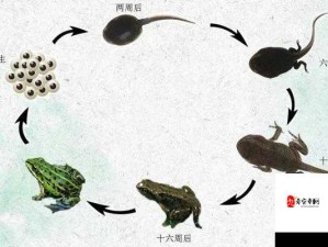 91丨九色丨蝌蚪丨成人的蜕变：从懵懂到成熟的成长力量