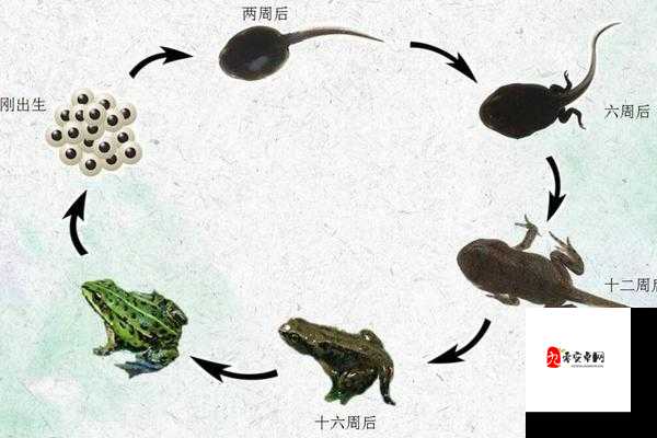 91丨九色丨蝌蚪丨成人的蜕变:从懵懂到成熟的成长力量