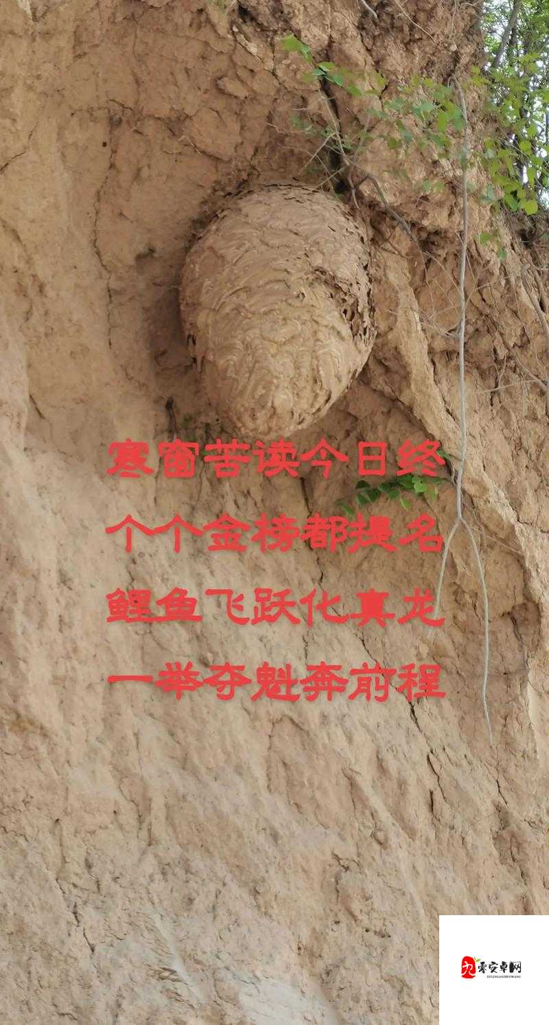 免费蘑菇背后的真善美:当自然馈赠遇上人性光辉